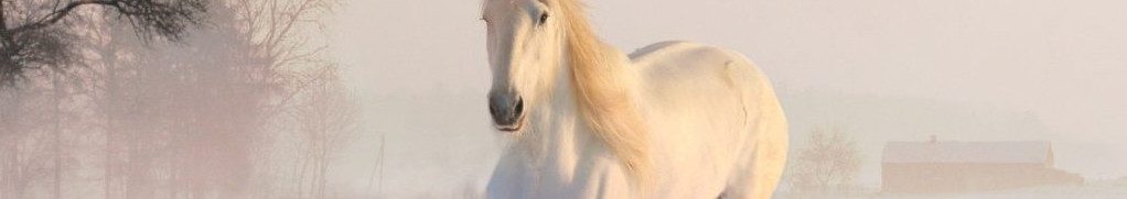 Image of a white horse galloping in snow cc0