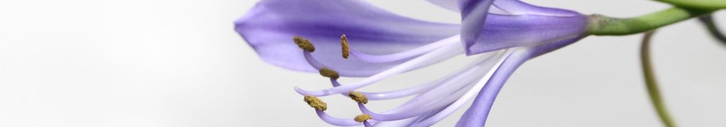 Image of a purple Agapanthus Lily flower cc0