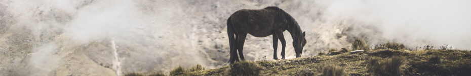 Image of a pony in the Andes mountains CC0