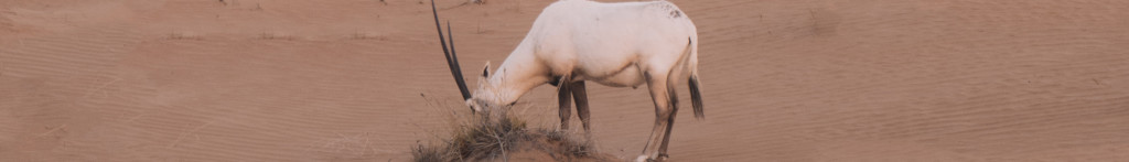 Image of an Arabian Oryx in the dessert CC0