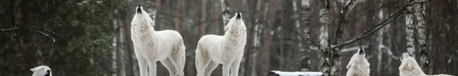 Image of Arctic Wolves praising The LORD Jesus Christ PD