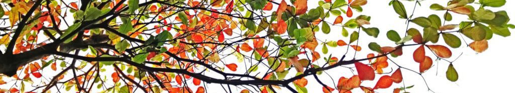 Image of Autumnal shrub leaves cc0