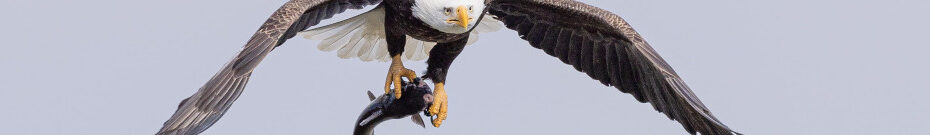 Image of a Bald Eagle catching a fish CC0