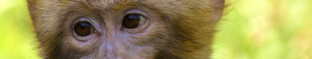 Image of a barbary Ape cc0