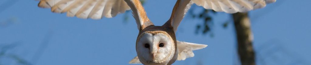 Image of a Barn Owl flying cc0