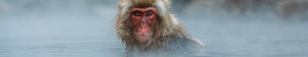 Image of a Japanese macaque in hot pool cc0