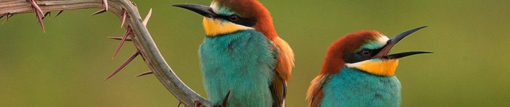 Image of two Bee-eaters cc0