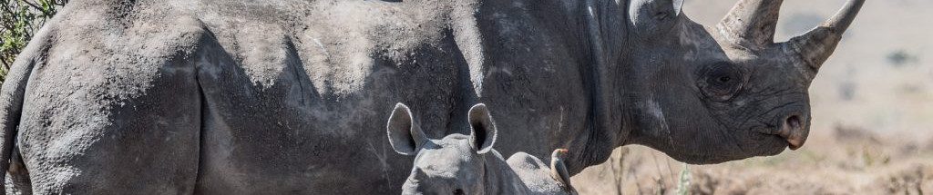 Image of a Black Rhino and baby rhino cc0