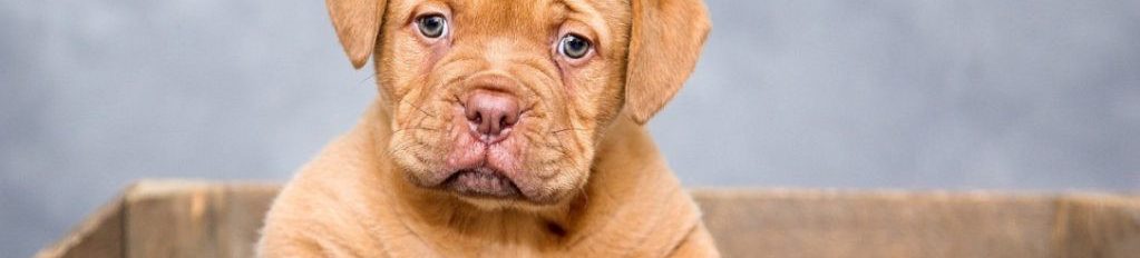 Image of a Bordeaux puppy in a box cc0