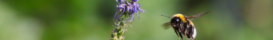 Image of a Bumble Bee on Lavendar flowers CC0