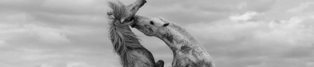 Image of two Camargue horses playing in the surf cc0