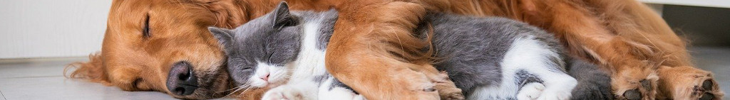 Image of a dog and cat asleep together CC0