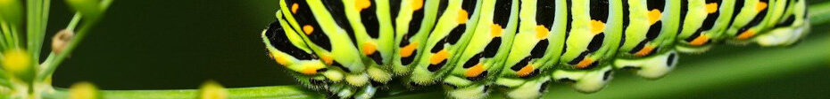 Image of a colourful Caterpillar CC0