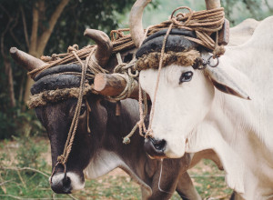 Image of bullocks yoked together