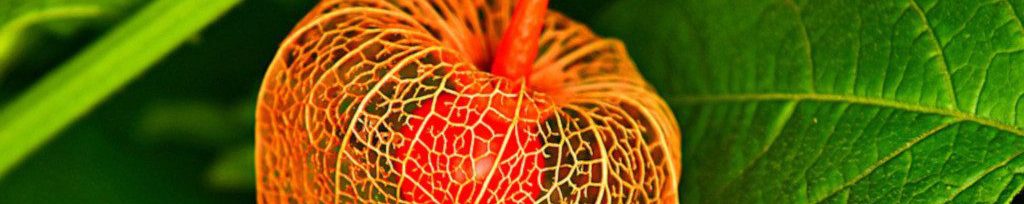 Image of Chinese Lantern Flower cc0