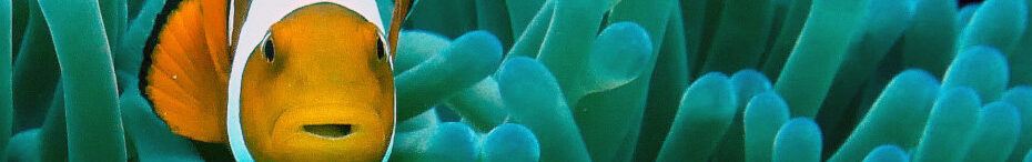 Image of a Clown fish amongst sea anemones PD