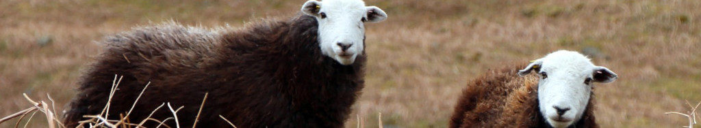 Image of Cumbrian sheep cc0