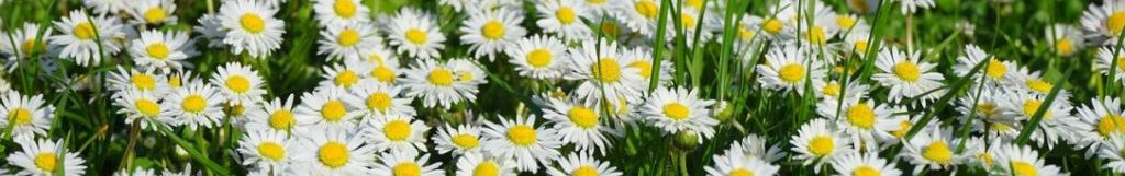 Image of Daisies cc0