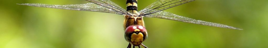 Image of a Demoiselle fly resting cc0