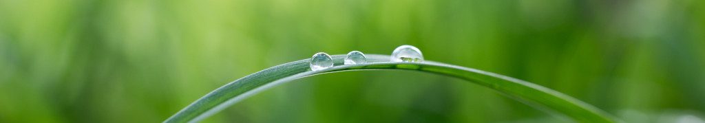 Image of dew drops on a blade of grass cc0