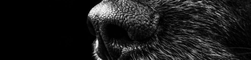 Image of a dog's nose cc0