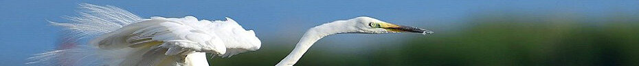 Image of a White Heron CC0