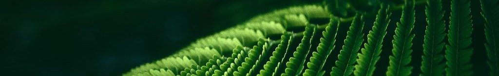 Image of a fern from cc0