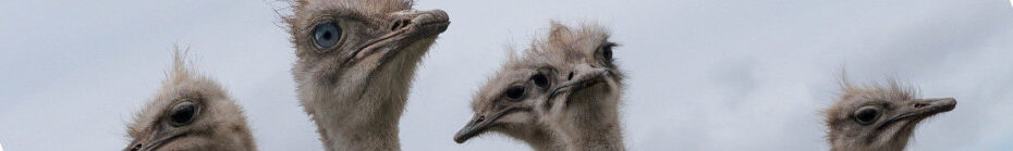 Image of five Ostriches CC0