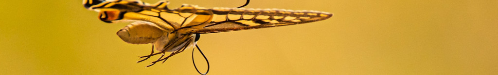 Image of a butterfly in flight CC0