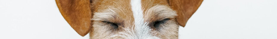 Image off a Fox Terrier smiling c00