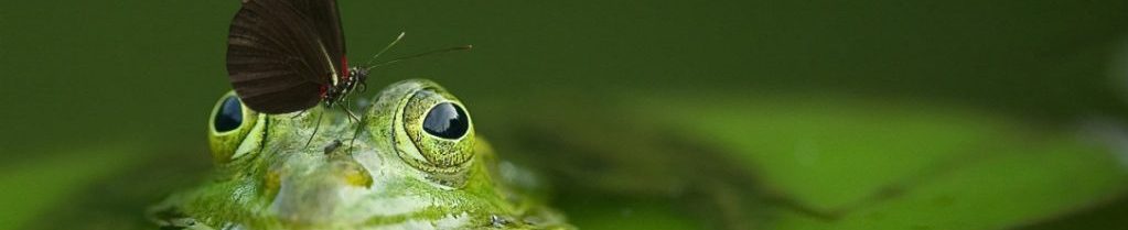 Image of a Frog with butterfly on his nose cc0