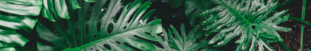 Image of fern fronds cc0