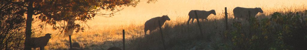 Image of sheep in the gloaming cc0