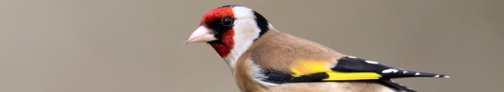 Image of a Goldfinch CC0