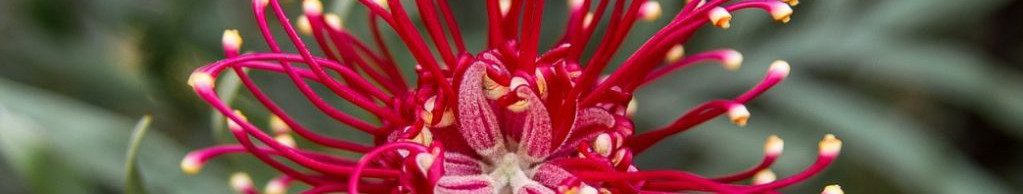 Image of a Grevillia flower cc0