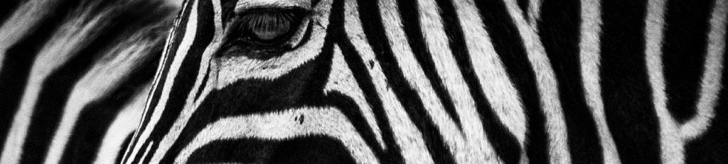 Image of a Grevy Zebra's head cc0