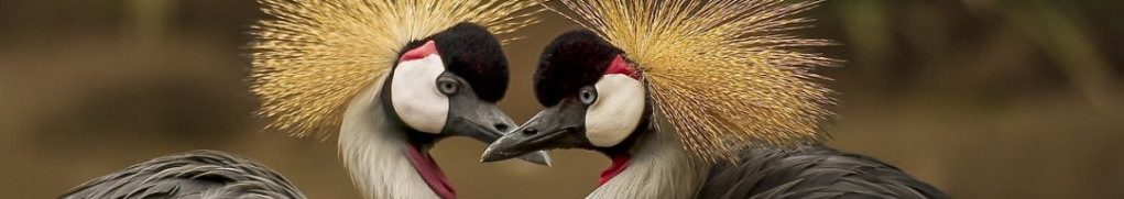 Image of a pair of Crowned Cranes cc0