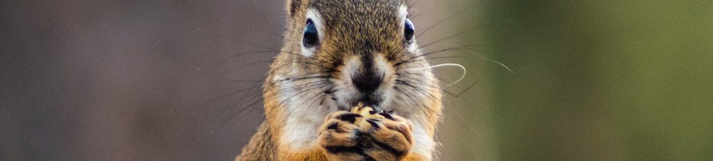 Image of a Grey Squirrel cc0