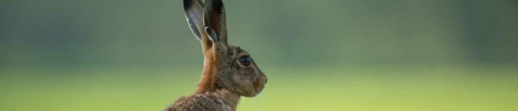 Image of a healthy Hare cc0