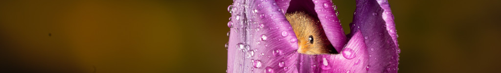 Image of a Harvest Mouse in a Tulip C00