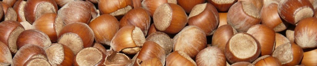 Image of hazelnuts cc0