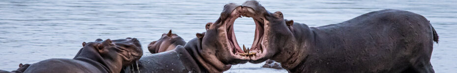 Image of two male Hippopotami fighting CC0