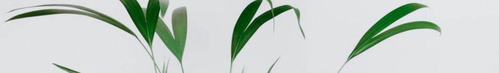 Image of a house plant cc0