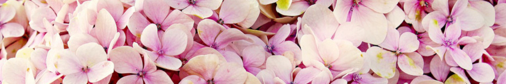 Image of Hydrangea flowers cc0