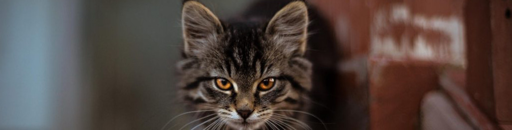 Image of a Kitten on a stairs cc0