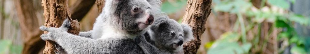 Image of a Koala bear mum and cub cc0