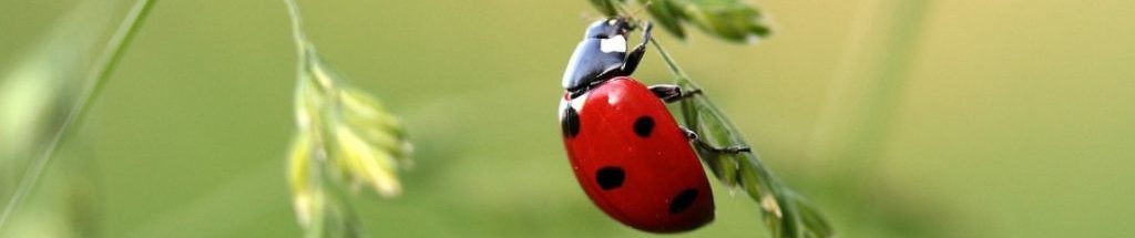 Image of a Ladybird cc0