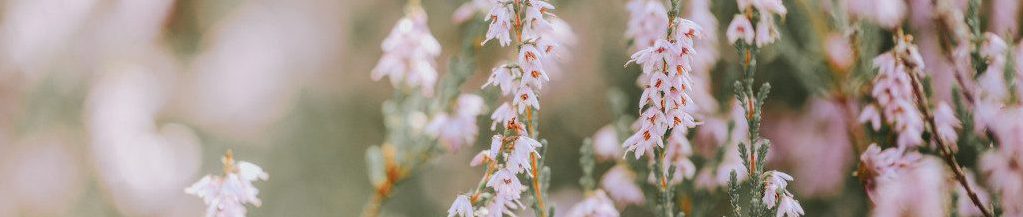 Image of pink Lavender cc0