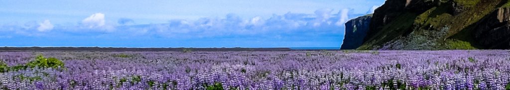 Image of Lavender field cc0