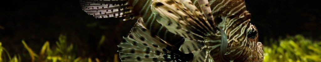 Image of Lion fish cc0